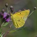 Orange Sulphur - Photo (c) Hans Holbrook, some rights reserved (CC BY-NC), uploaded by Hans Holbrook