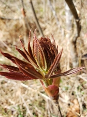 Aesculus sylvatica