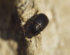Aphodius