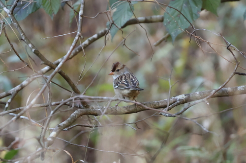 White-crowned Sparrow photographed in Virginia