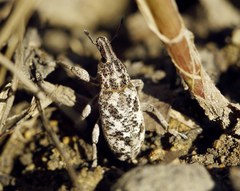 Cyphocleonus dealbatus
