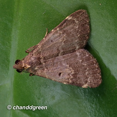 Hydrillodes nilgirialis