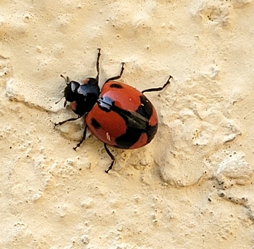 Kumbang koksi (Coccinella transversalis)