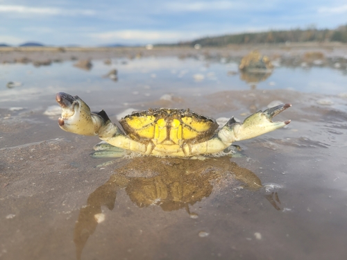 European Green Crab, photo 10 of 10