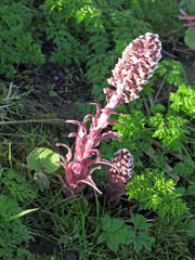 Petasites hybridus