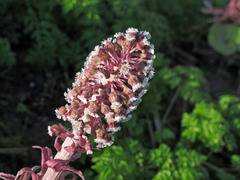 Petasites hybridus