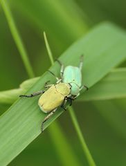 Hoplia parvula