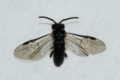 Monophadnoides