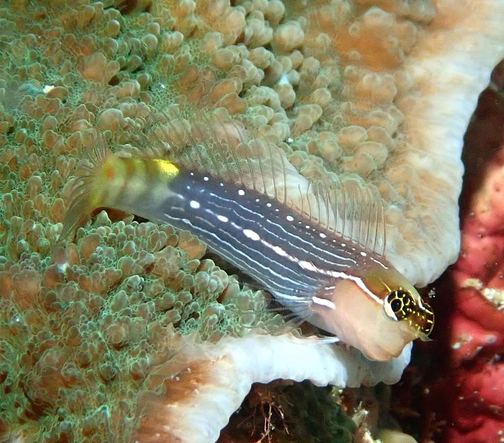 Pictus Blenny