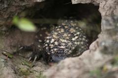 Heloderma horridum