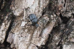 Onthophagus lenzii