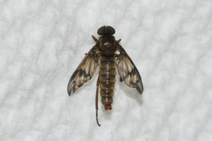 Rhagio dichromaticus
