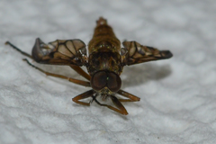 Rhagio dichromaticus