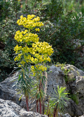Euphorbia rigida