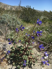 Phacelia campanularia vasiformis