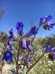 Phacelia campanularia vasiformis