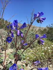Phacelia campanularia vasiformis