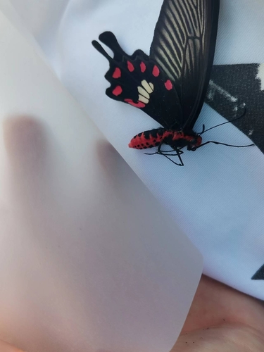 Common Rose Swallowtail