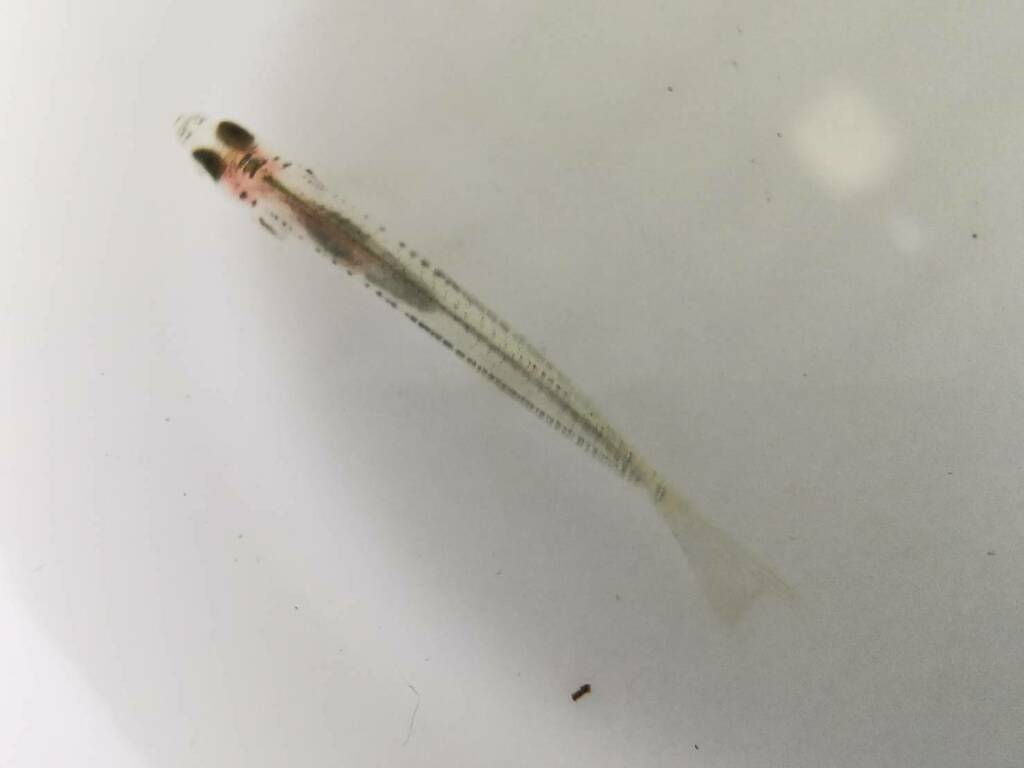 Neostethus