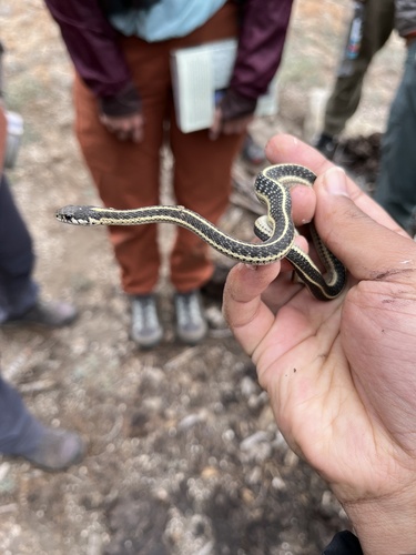 iNaturalist observation photo of Mountain Garter Snake