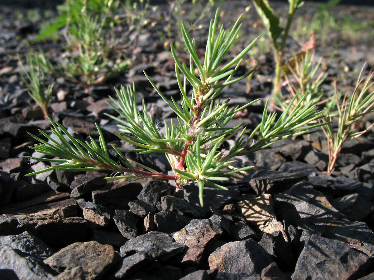 Polycnemum majus