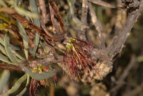 Melaleuca planifolia observed 2023-10-16