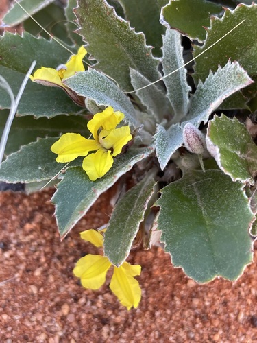 yellow seed goodenia (Goodenia xanthosperma)
