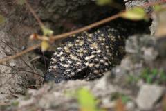 Heloderma horridum