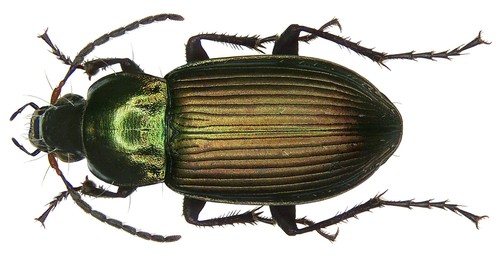 Copper Greenclock Beetle