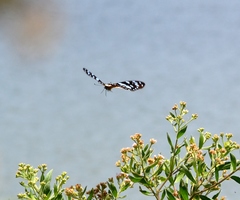 Graphium leonidas leonidas