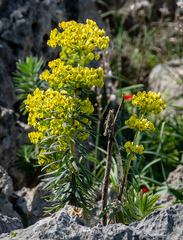 Euphorbia rigida