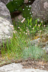 Armeria sardoa