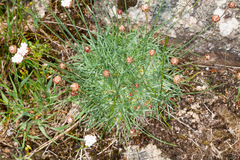 Armeria sardoa