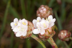 Armeria sardoa