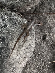 Anolis schwartzi