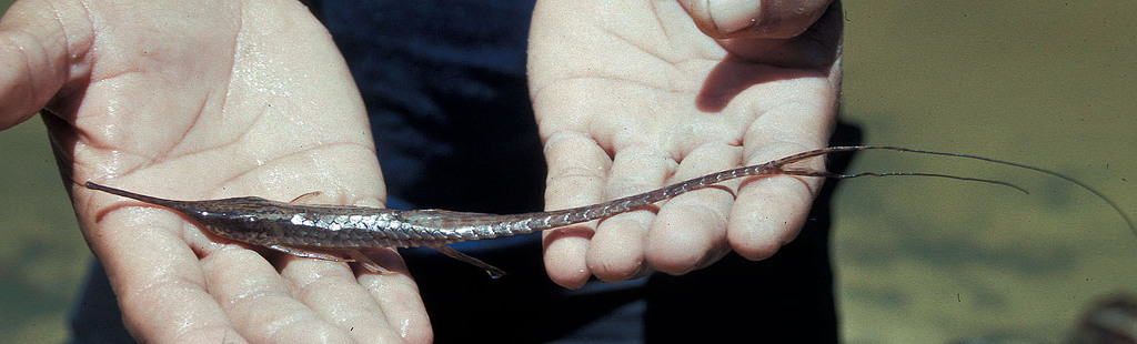 Toothed twig catfish (Farlowella odontotumulus) — Loricariidae
