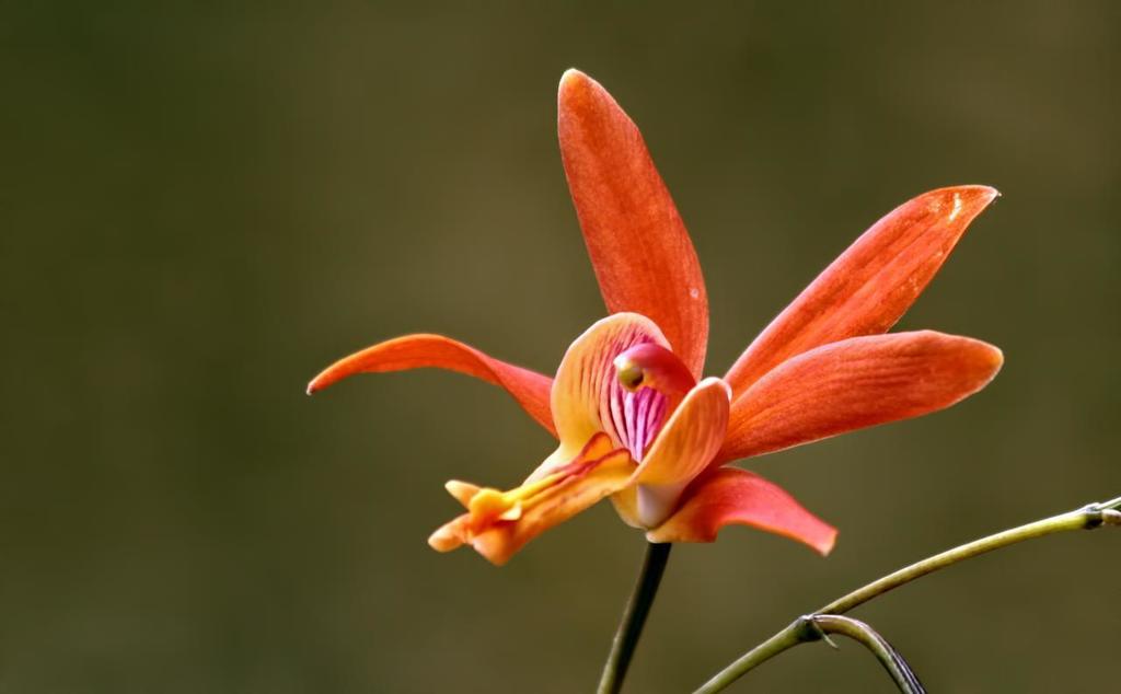 Bletia