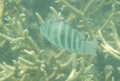 Abudefduf septemfasciatus