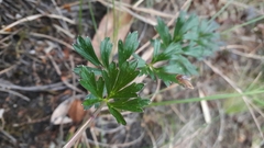 Niphogeton
