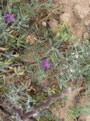 Dalea pogonathera