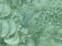 Chrysiptera leucopoma