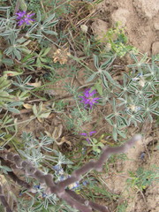 Dalea pogonathera