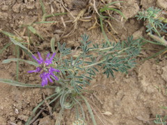 Dalea pogonathera