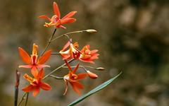 Bletia coccinea