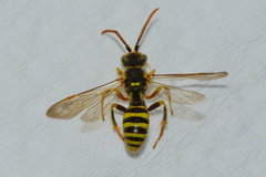 Nomada imbricata