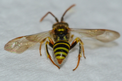 Nomada imbricata