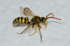 Nomada imbricata