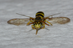 Nomada imbricata