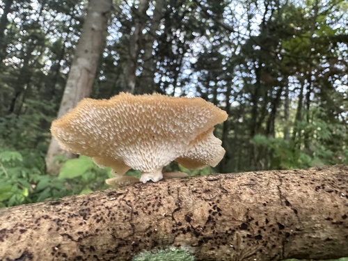 観察された菌類