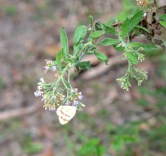 Colotis calais calais